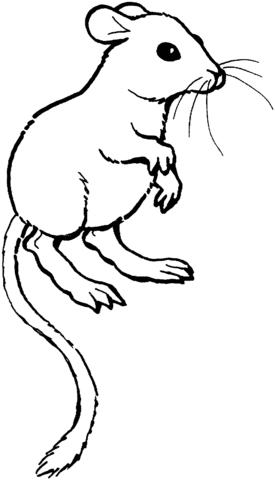 Kangaroo Rat Coloring Page